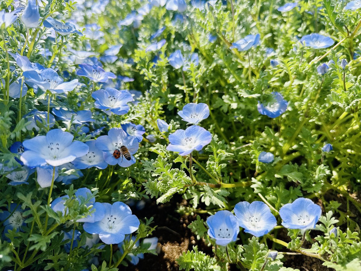 西明日香 tweet media