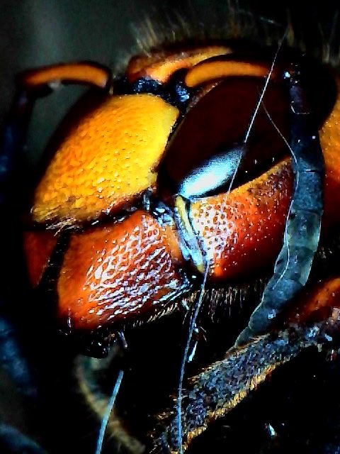 remu666_09's tweet photo. ⭐️日記　「スズメバチ撃退からの研究」🐝

今までは家に入ってきたら撃退して埋める
だけだったスズメバチさん。
電子顕微鏡を購入後は研究までできるようになった。
メチャクチャ楽しい🤩👍

🐝先ずは目の観察から⬇️

蜂の目の構造「複眼」と「個眼」
ハチの大きな目は、無数の小さな「個眼」が
集まってできた「複眼」という構造をしています。

•複眼 ➡️数千から数万の個眼が六角形の石畳のように
　整然と並んでいます。それぞれの個眼が光を捉え、
　全体として一つの像を形成する。

•個眼 ➡️複眼を構成する一つ一つの小さな目。
　それぞれの個眼は、光を捉えるための独立した
　システムを持っています。

⭕️個眼の内部構造
個眼の内部は、光を捉えるために高度に専門化された
パーツで構成している。
1角膜 ➡️最外層にあるレンズ。光を屈折させ、
個眼の内部に集める。

2晶錐 ➡️角膜の下にある円錐形の構造。
角膜で集められた光をさらに屈折させ、その下の部分に伝える。

3色素細胞➡️個眼全体を覆い、個眼同士を絶縁する。
これにより、隣の個眼から入ってきた光を遮断し、
それぞれの個眼が独立した光信号を捉えることができる。

4網膜細胞 ➡️光を受容する細胞。晶錐から伝わってきた
光を感知し、電気信号に変換する。

5桿状体 ➡️網膜細胞の中央にある、光を受容する構造。
網膜細胞が集まってできており、光を受容するタンパク質を
含んでいる。

(あとがき)
構造を解体して知識にすると、どのようにスズメバチと付き合えるのか？比較検討して人とは何が違うのか？蜂が見えてる世界とはどんな物か？その部分の想像。

手に入れた知識を創作とAI研究に活かしたいですね。

この蜂の遺体が分解されるまで少しずつその構造を
学ばせてもらおうと思う😊😽🤖🐝
#科学　#研究　#観察　#解剖　#構造解析