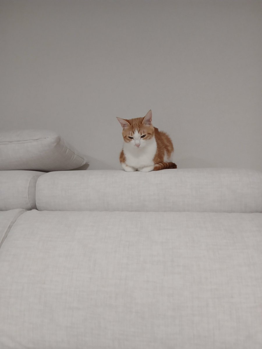 너무 찌깐해가지고 
진짜 먼 실바니안같으네 꿀바니안