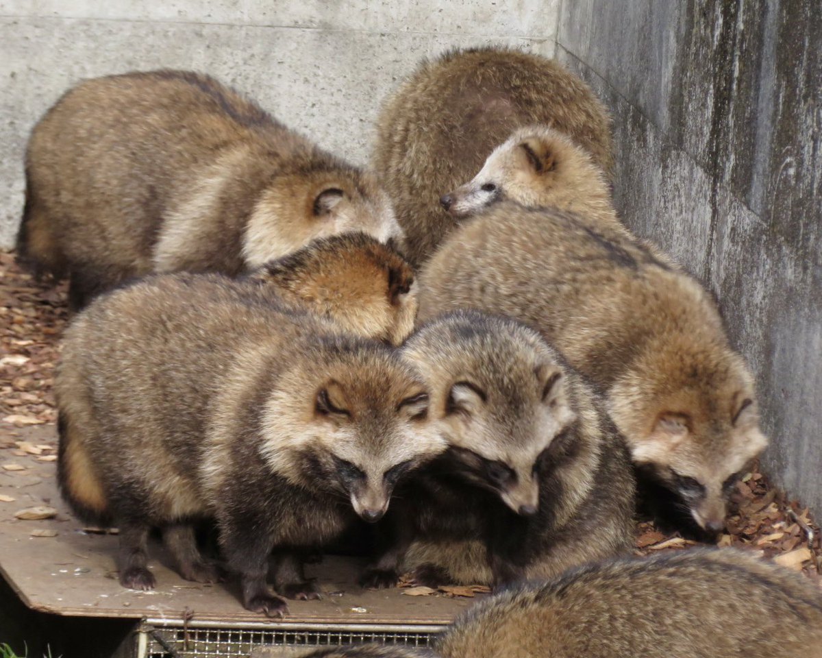 sagyouatama's tweet photo. TANUKI小隊 https://t.co/ic3ZKbYY55