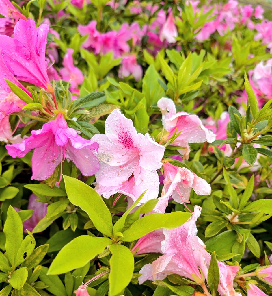 sssrrururu's tweet photo. 朝から雨降り〜☔下の子の家の近くの公園のネモフィラ見に行ったら花の香りに癒され幸運の青い蜂ブルービー🐝発見✨😘🎶 https://t.co/lojjX17YAR