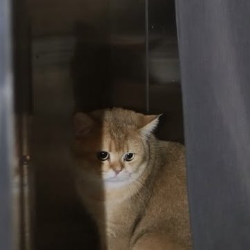 ּ ֶָ֢. tweet media