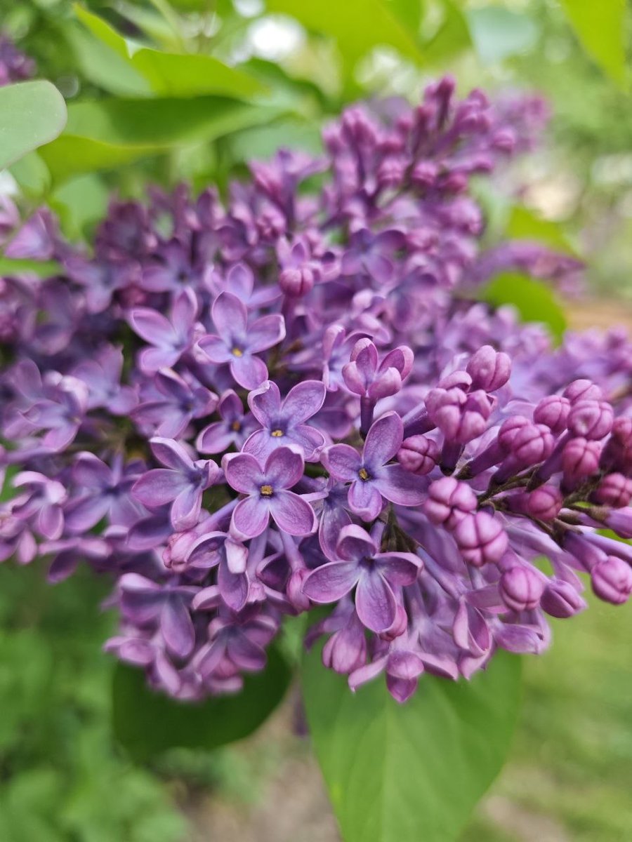 6earth97's tweet image. #photography #flowers #purple #spring Sweet lilac