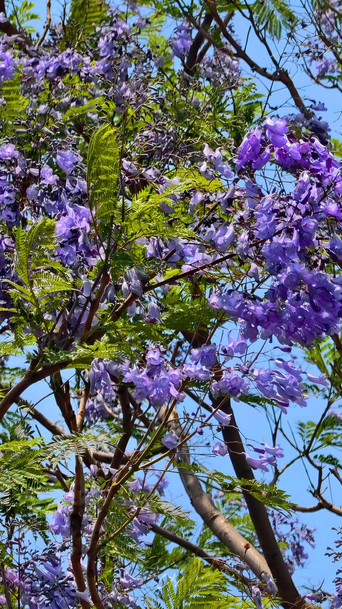 Champakeswara Mahanta ଚମ୍ପକେଶ୍ୱର ମହାନ୍ତ 🇮🇳 tweet media