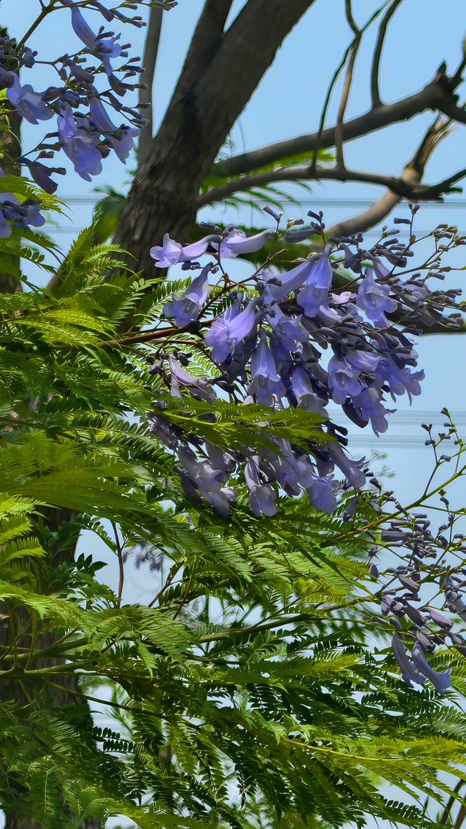 Champakeswara Mahanta ଚମ୍ପକେଶ୍ୱର ମହାନ୍ତ 🇮🇳 tweet media