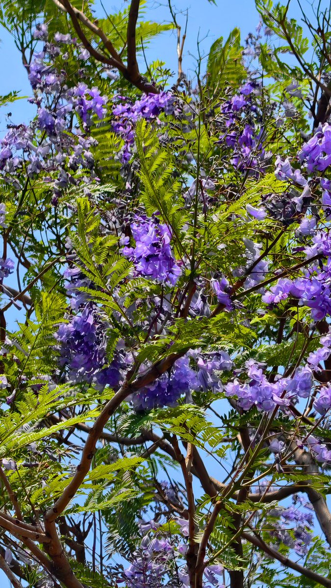 Champakeswara Mahanta ଚମ୍ପକେଶ୍ୱର ମହାନ୍ତ 🇮🇳 tweet media