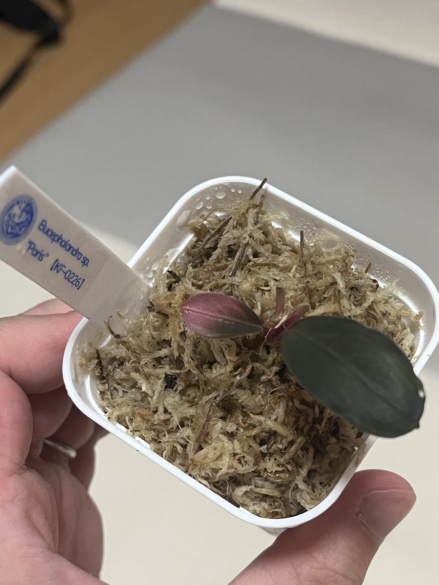 がみ(パルマス) tweet media