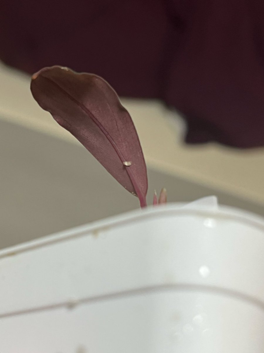 がみ(パルマス) tweet media