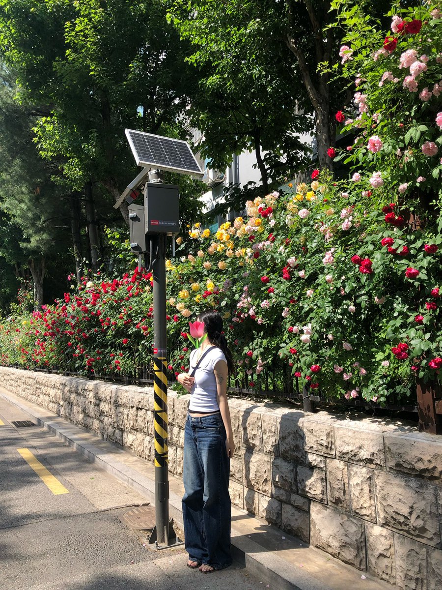 siwollae's tweet photo. 조금 이르지만 5월의 연남동도 장미가 참 이쁘답니다 https://t.co/dJcnO7Mudk