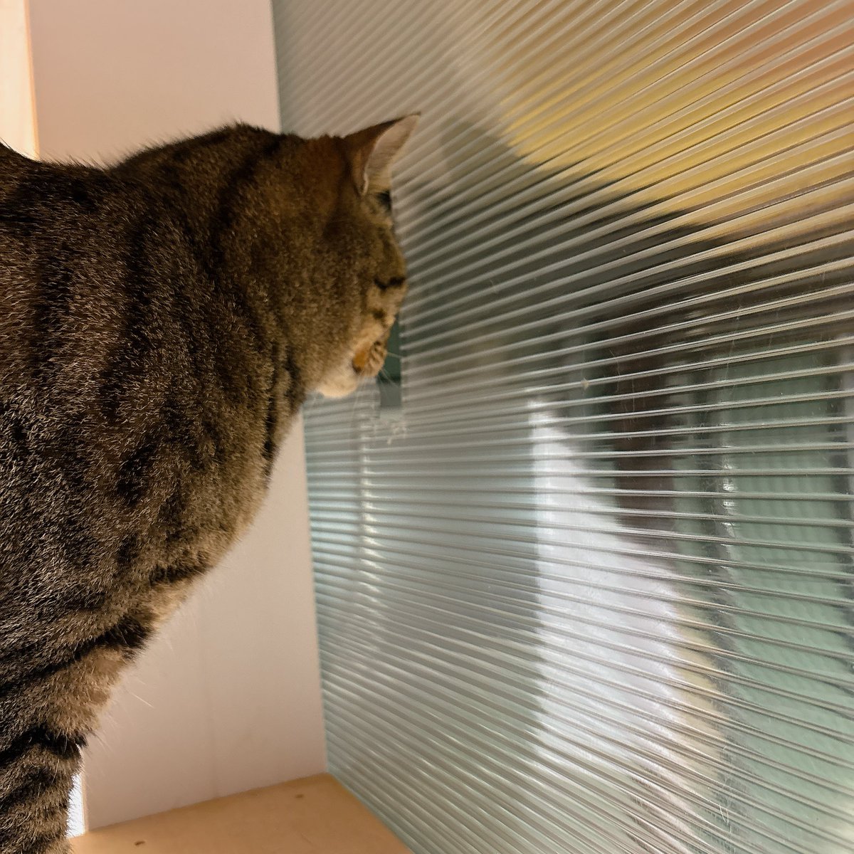 Sally22816's tweet photo. 猫部屋が臭すぎて換気口もどきを開けたらそこから覗いてる。かわいすぎ。

#猫 https://t.co/BMUyOXW2We
