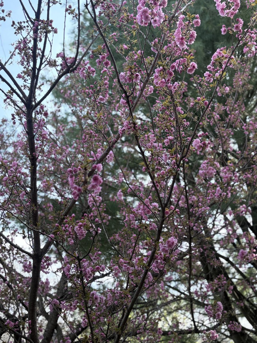 ____SheWolf's tweet photo. Waking up to this beauty 😍 everyday for the past week 🌸💖. 

#cherryblossom #spring https://t.co/pc63YGDcE9