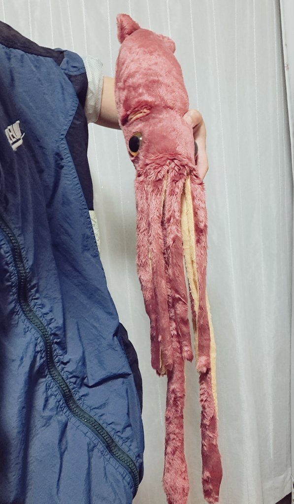 友達がダイオウイカ贈ってくれたんだけど可愛すぎるから見てほしい
私の新しいペットだ。ダイオウイカ、いついかなる時も共にいよう