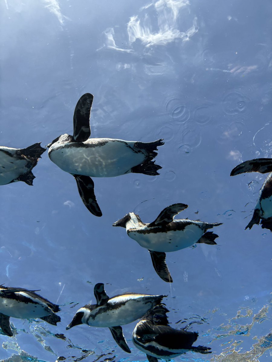 おにぎりの具は誰がなんと言おうとしゃけ tweet media