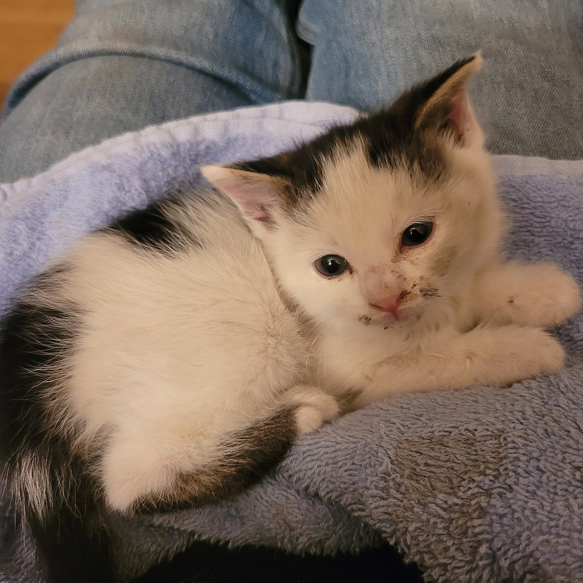 CatCheezeburger's tweet image. #ForceFriday Memory 
April 17, 2024
Age: 4 weeks!
Luv, Jedi Mushroom Skywalker!
❤️🛸🍄💫❤️
#catoftheday
#catsofinstagram 
#StarWars
#MayTheForceBeWithYou 
#MayThePawsBeWithYou