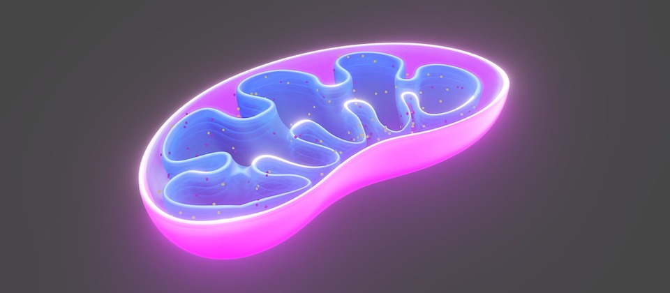 PeptidePulseHQ's tweet photo. Your mitochondria — the power plants of your cells — are fading at 40, causing relentless low energy and easy fat gain. 

MOTS-c is the mitochondrial peptide that reignites them from within.

2/8: This unique compound boosts fat oxidation, improves insulin sensitivity, enhances cellular energy production, and supports metabolic flexibility.

3/8: Visceral fat becomes easier to mobilize. Endurance skyrockets. Daily fatigue lifts so you can train, work, and live at a higher level.

4/8: Strength, mental sharpness, and confidence return — giving you the edge in business and the presence your family craves.

5/8: Cutting-edge research links it to better glucose metabolism and anti-aging effects in metabolic health.

6/8: Part of the new wave of longevity tools for men who want to stay vital longer.

7/8: Physician supervision required.

8/8: Fix energy at the cellular source. Reply "MOTS" for the guide.

#FatLoss #Metabolism #Tesamorelin #WeightLoss #Biohacking #Peptides #HealthTech #2026Wellness
