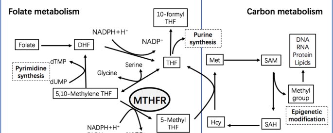 MTHFR is far more important for your mental health than you might think (from depression to bipolar).

Thread 🧵