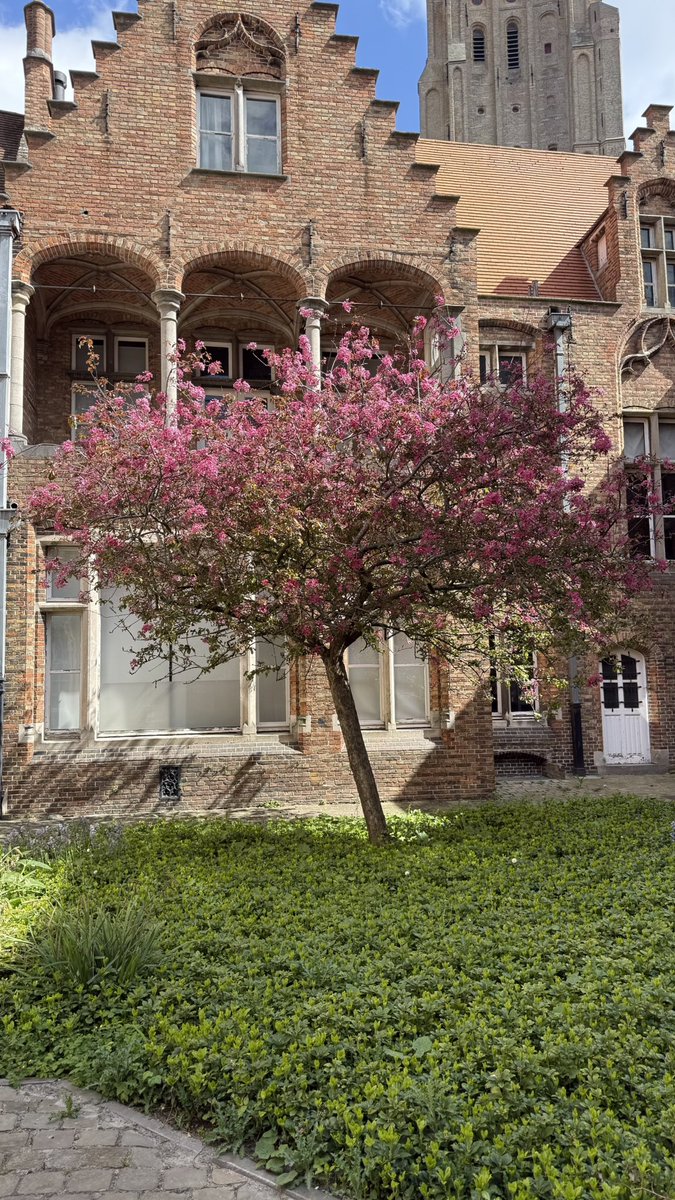 MoMo_2309's tweet image. Beautiful cherry blossom in beautiful #bruges #TreeClub
