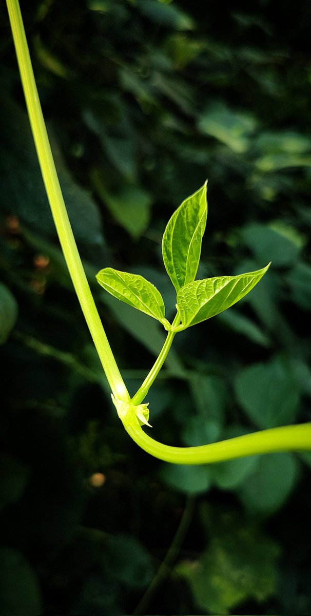 infotainmentod's tweet image. G R E E N is my favourite 🌿💚🌿

#Nature #Trees #Treetime
#Treepeople #Treeclub #Green