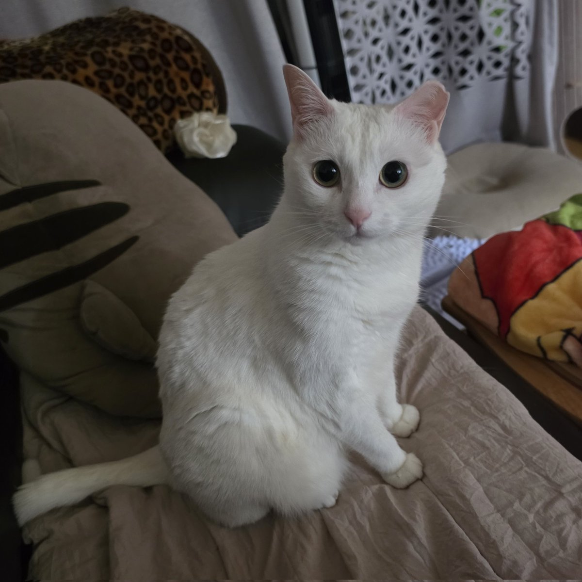 cutecat_MM's tweet photo. 꽤나 빡침 https://t.co/MJmTaul9on