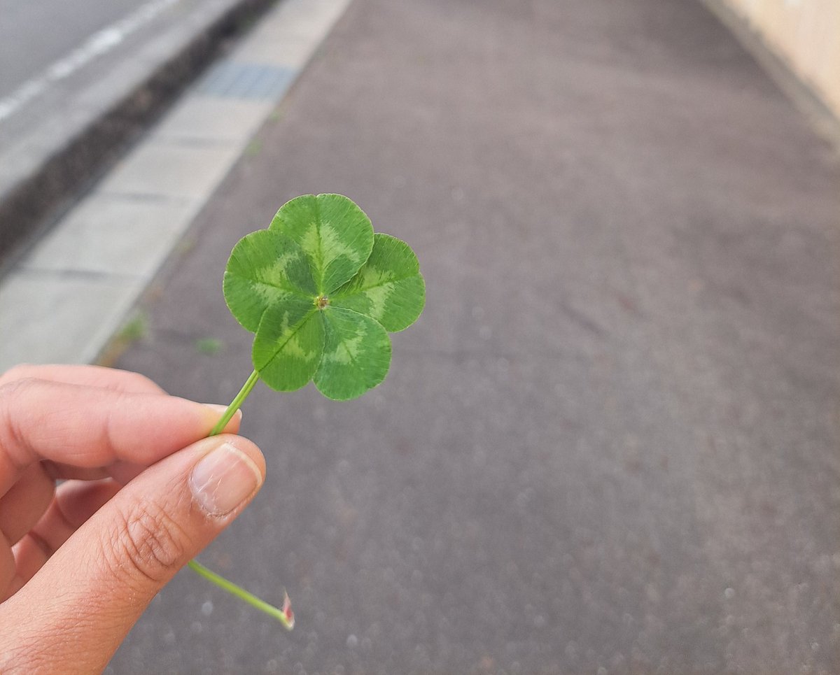 chichicafe tweet media