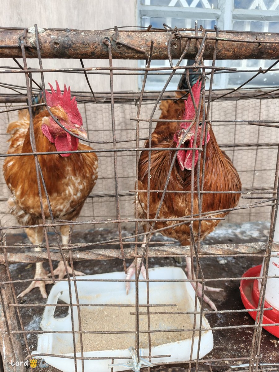 Lord Sospeter Irungu🤴 tweet media