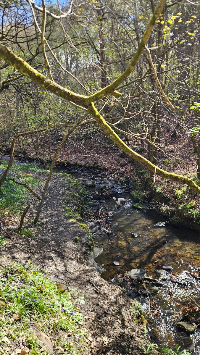 bombhead1977's tweet image. Dog paradise of Judy Woods with Cooper this morning. People paradise too, come to think of it 🐾
#Yorkshire