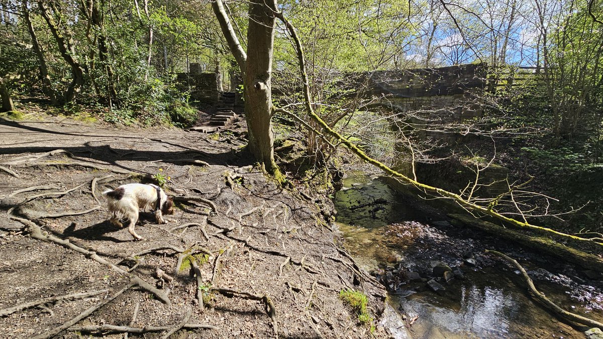 bombhead1977's tweet image. Dog paradise of Judy Woods with Cooper this morning. People paradise too, come to think of it 🐾
#Yorkshire