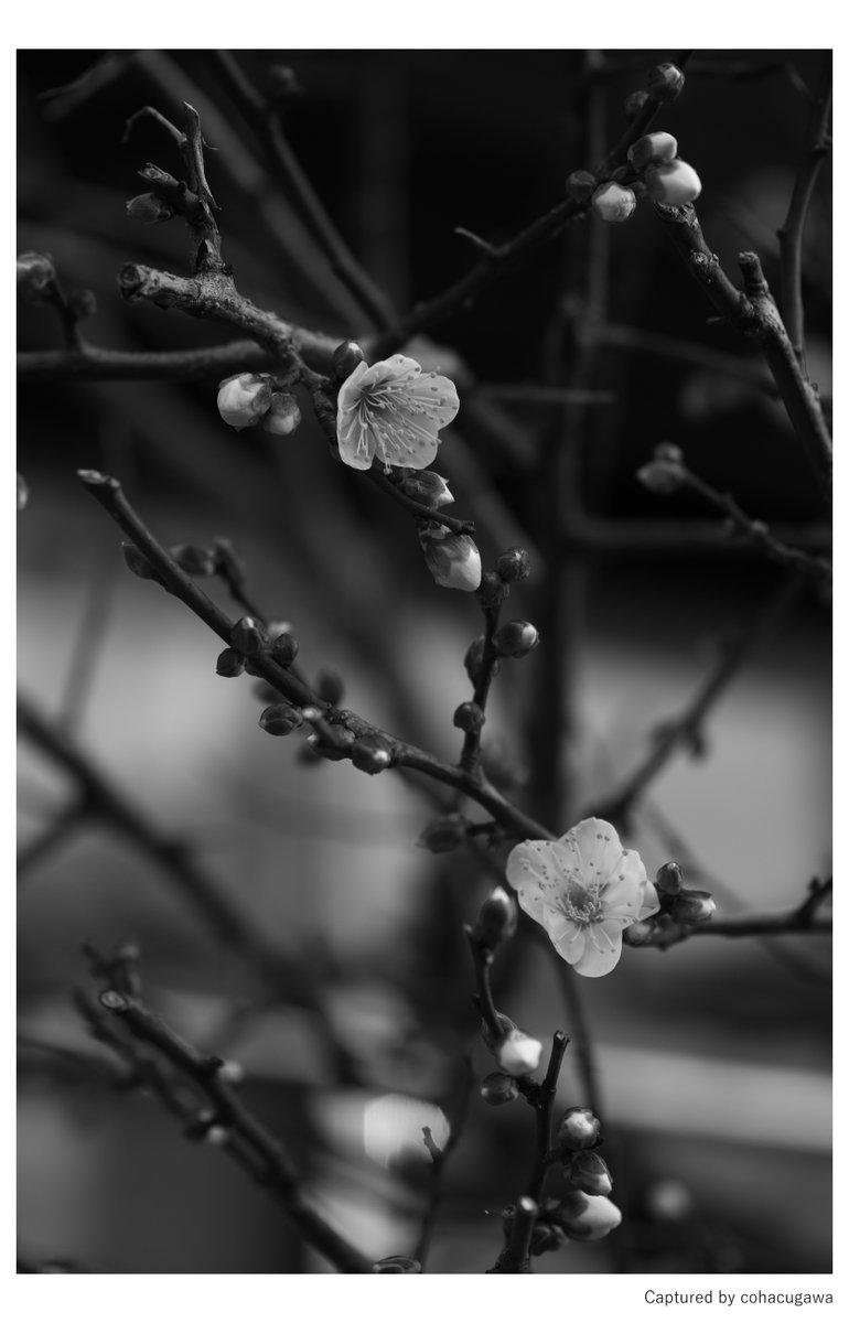 cohacunushi's tweet image. 睦月 : 朝 : 六 ｜ 03

修行2313 ｜ 01.16.2026

dp3 Quattro
F3.5 1/125秒 ISO100 75mm相当

#Foveon 
#SnapShot