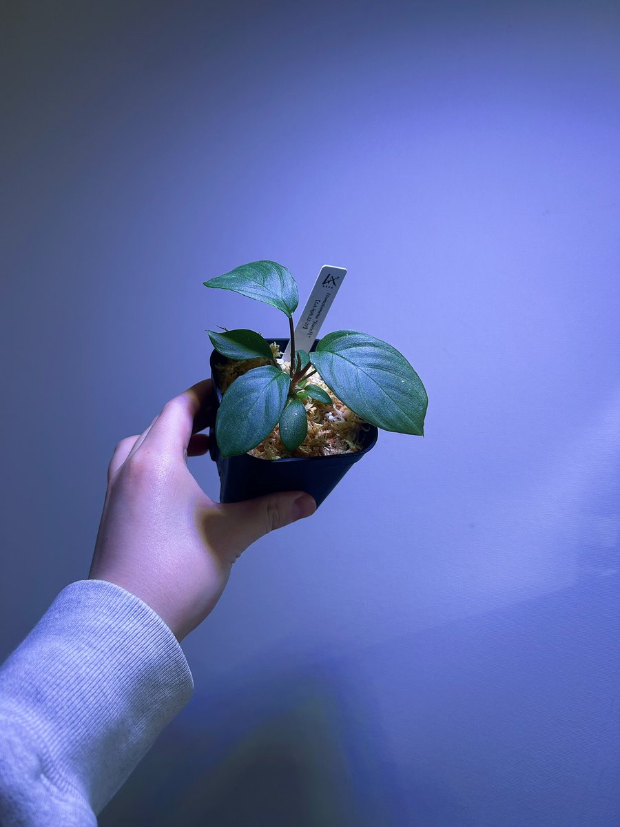 Avi Plants (アヴィプランツ) tweet media