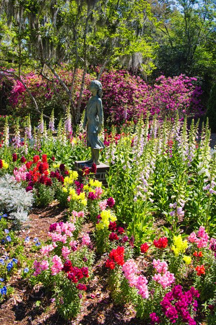 mrosennc's tweet image. Lost in a sea of color at Brookgreen Gardens 🌸✨ 

Do you love seeing spring blooms?
#SpringFlowers #BrookgreenGardens #SouthCarolina #BotanicalGarden #MurrellsInlet #NikonCreators