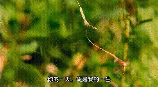 うみ空鯤鵬 tweet media