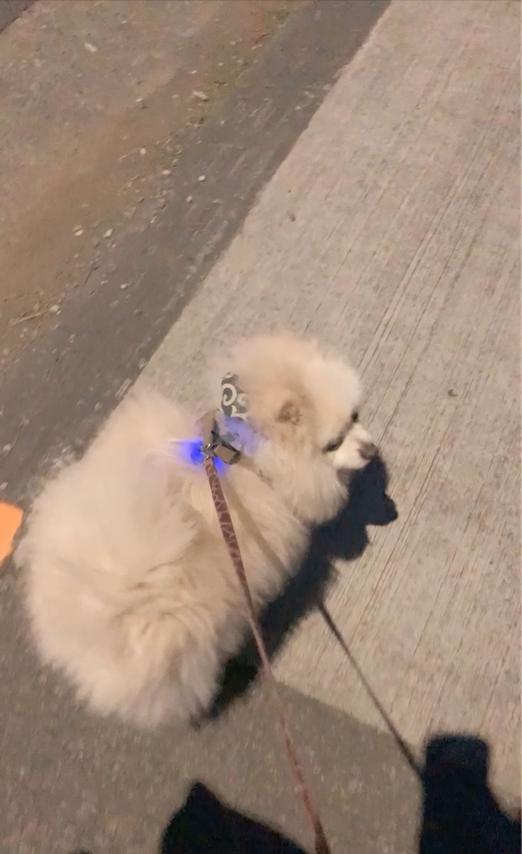 150705pb's tweet photo. @bozu_108 @1  
毛むくじゃらで首輪もライトも見えなくなる🐶 https://t.co/bVVN3Yxc1q