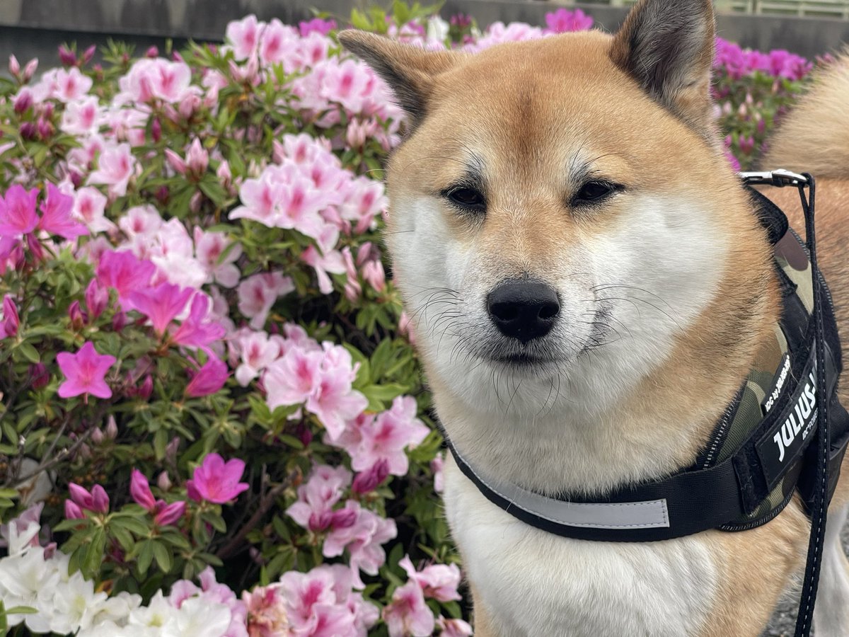 kote2wolflike1's tweet photo. 毎度のことながら朝散歩。
鹿児島ユナイテッドFCのサポーターさんと思われる車を発見。
試合は残念な結果だったみたいですが、山口県そして萩市の観光を楽しんでもらえていたら嬉しいです。

#鹿児島ユナイテッドFC
#レノファ山口
#松本山雅
#萩市良いとこ一度はおいで https://t.co/G6n1Lcu0lP