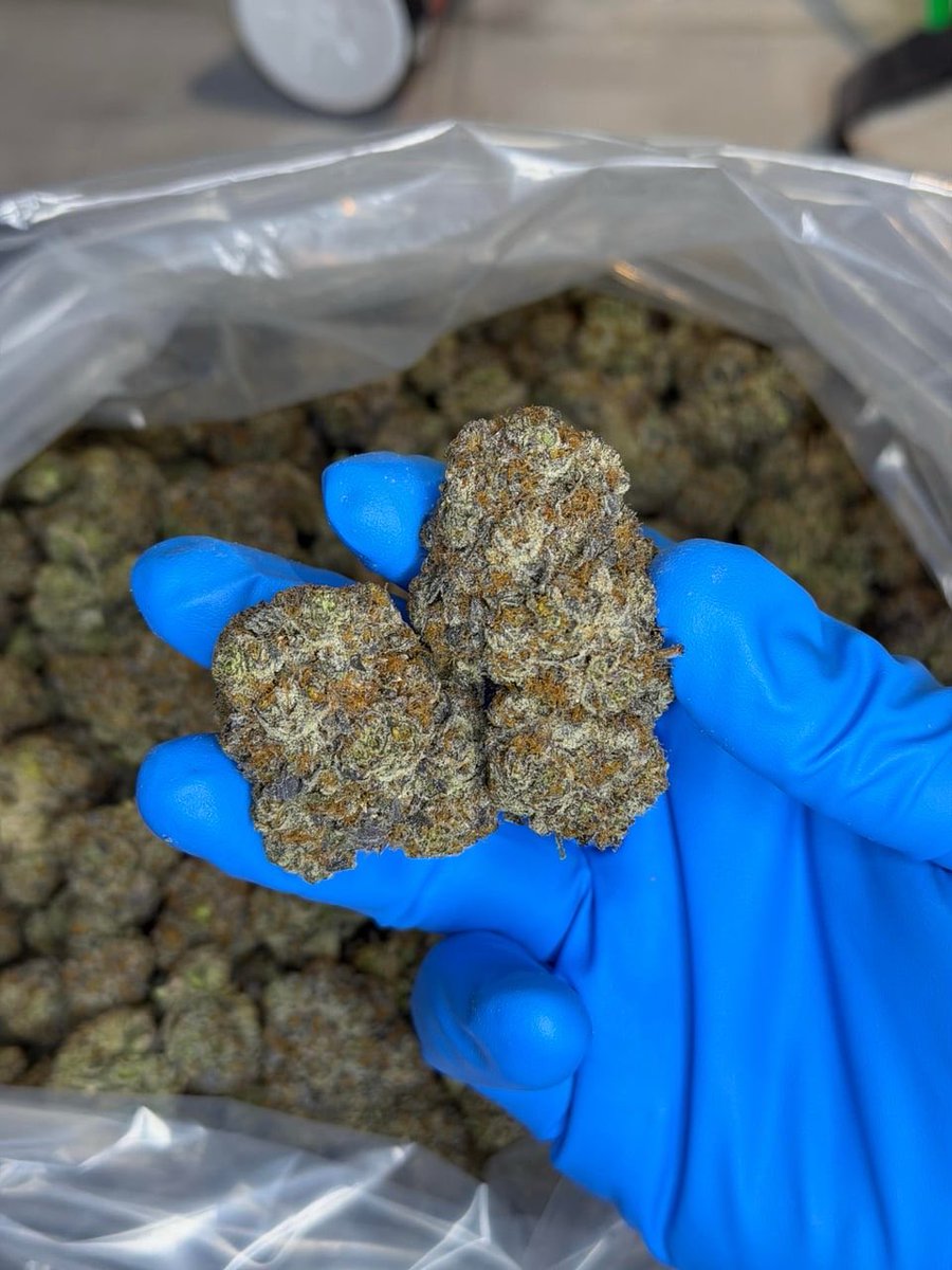 Aultbeabudds's tweet image. Weed #Nottingham, Weed #Coventry, Weed Exeter, #Weed Norwich, Weed Plymouth, Weed Derby, #Weed Gloucester, #Weed Lincoln, Weed Ely, Weed Lichfield, Weed Wells, Weed Hereford, Weed Truro, Weed Carlisle