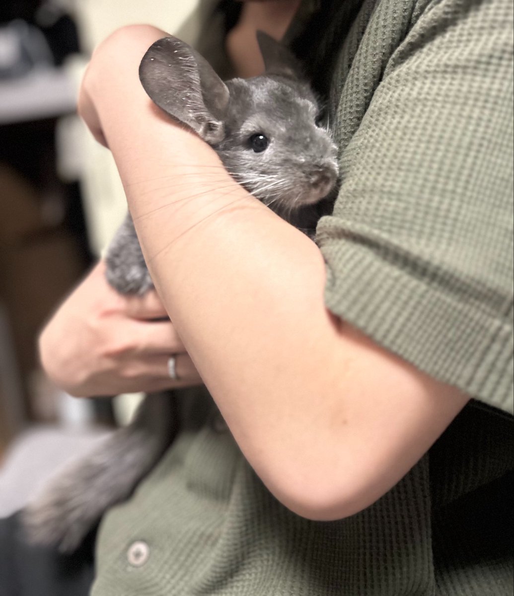 ゆたむ【ぬいぽてぷくとててちてくのかいぬち】 tweet media