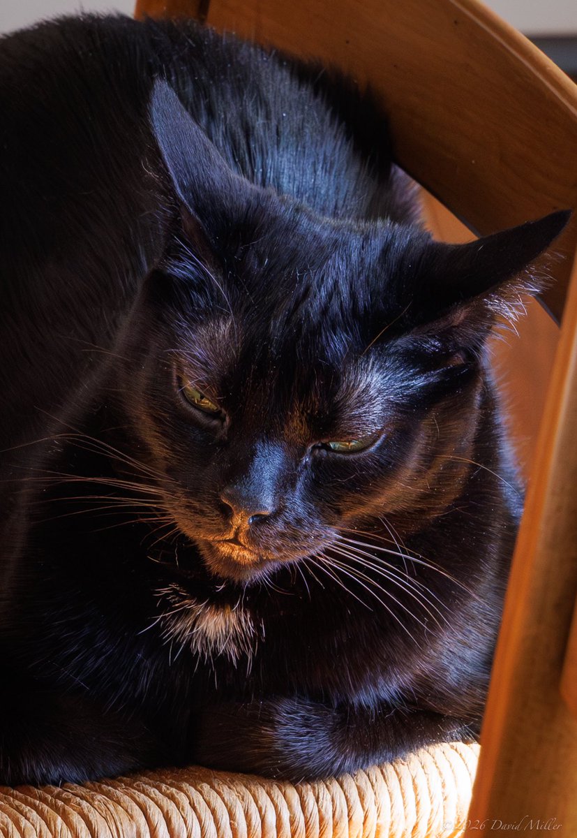 David Miller tweet media