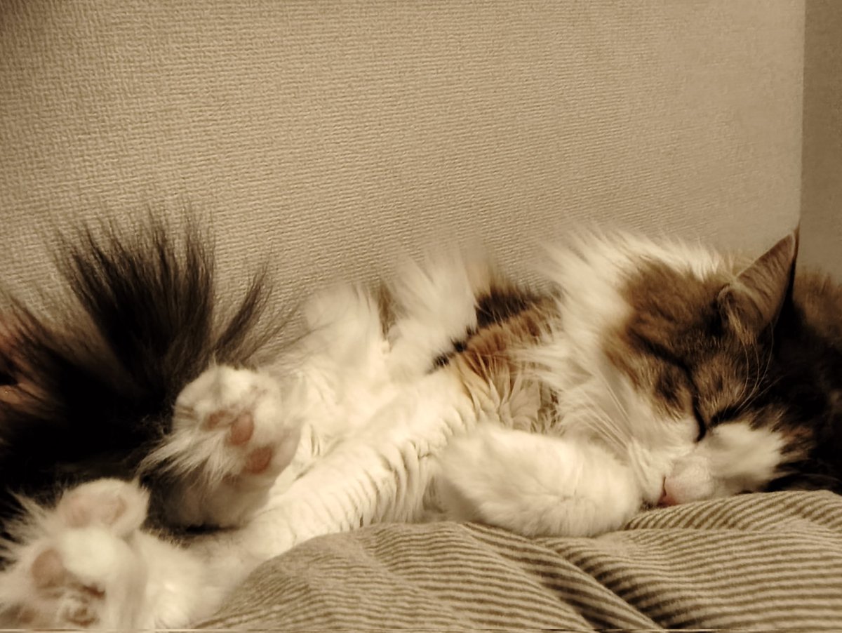 エムジェイ（MJHD）@M3 コ-35a tweet media