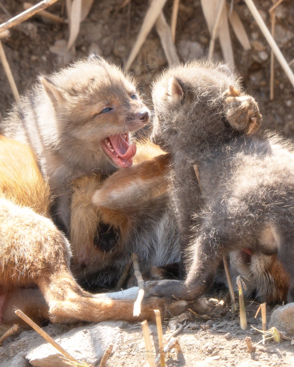 まりこ_ photography@ほっかいどうのそらのした tweet media