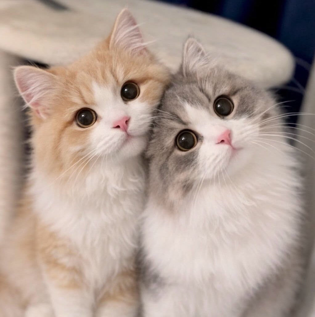 นีน่อลี tweet media