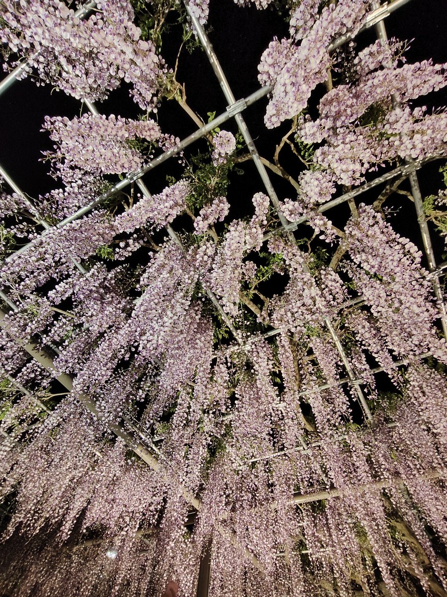 エイトン tweet media