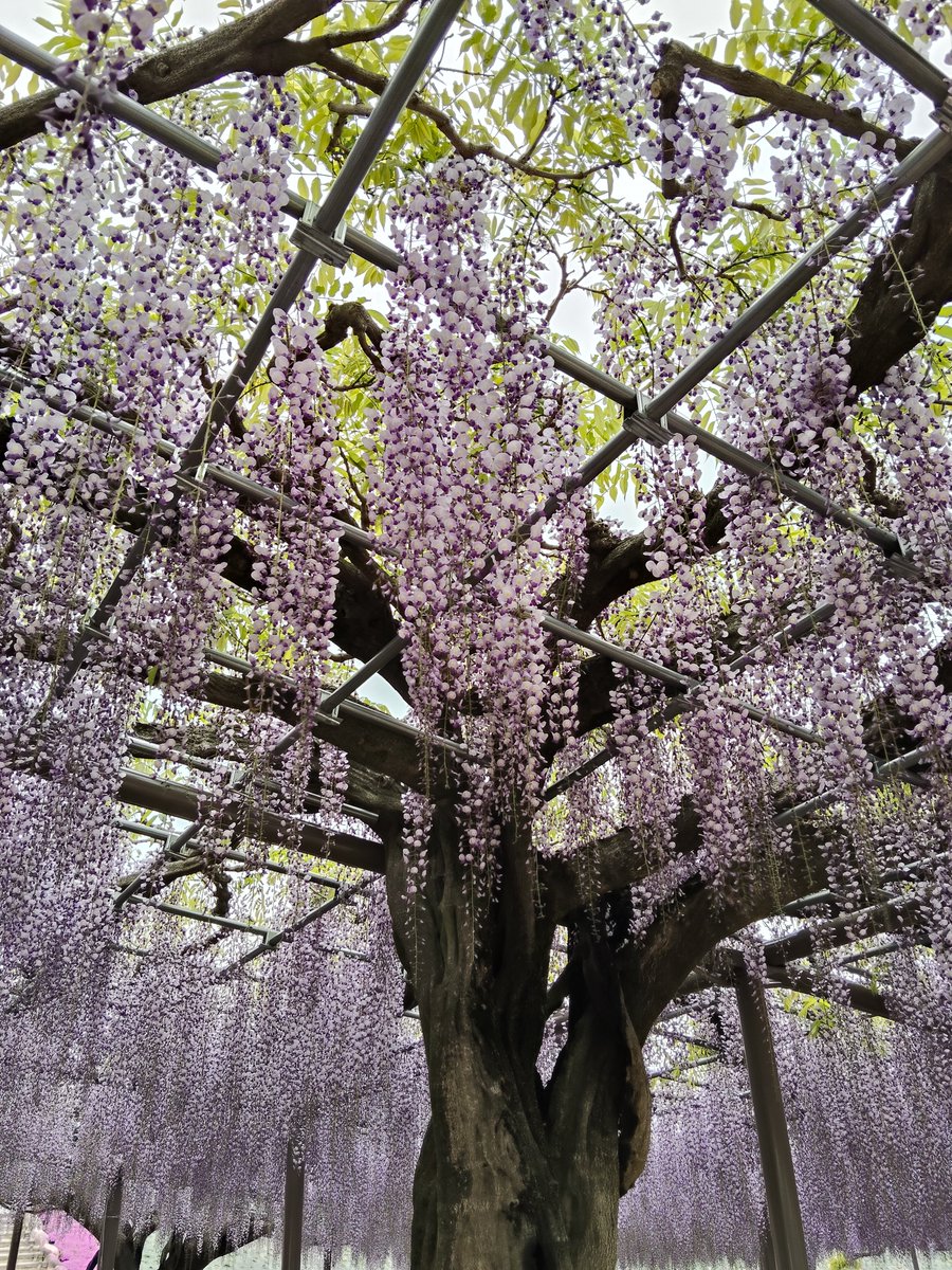 エイトン tweet media