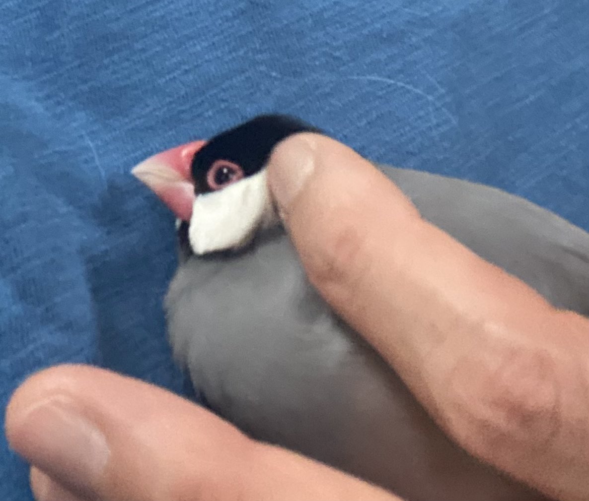buncho_p's tweet photo. 週末あっという間だね。。🐤 https://t.co/FaeAfYeZd9