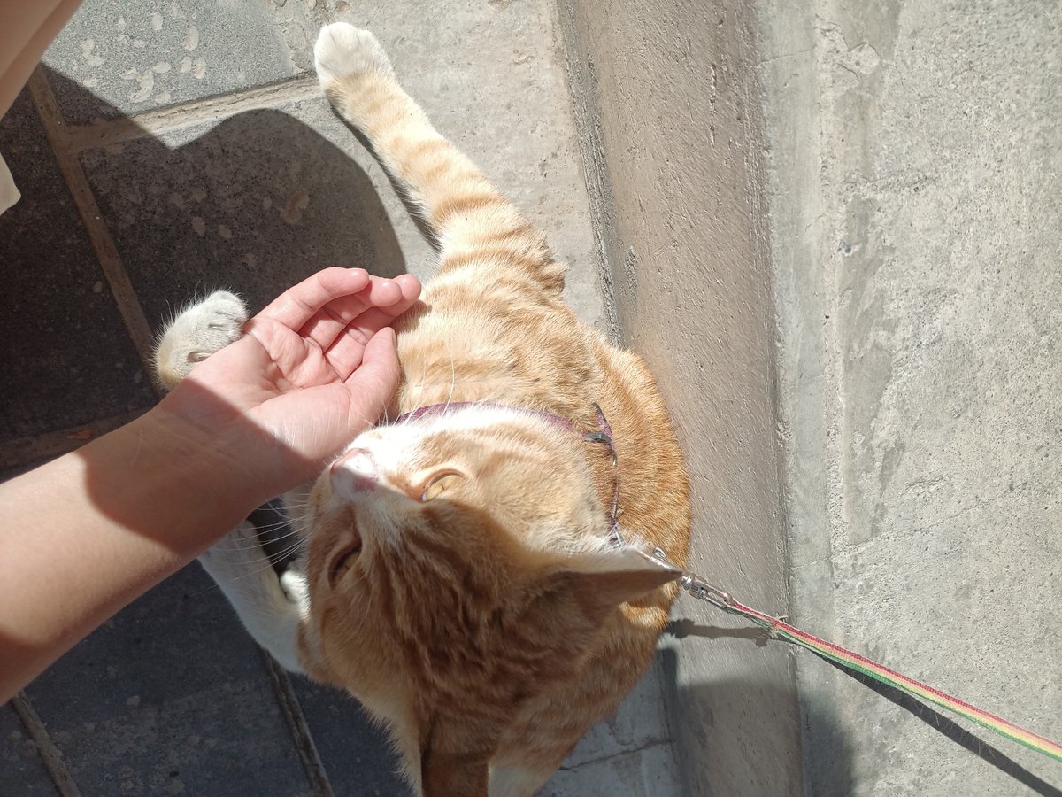 jadawin1967's tweet image. "Just spotted my cat ‘helping’ fold laundry  Tiny paws + half-folded socks = chaos (but cute chaos). #HouseholdMoments #CatLife"