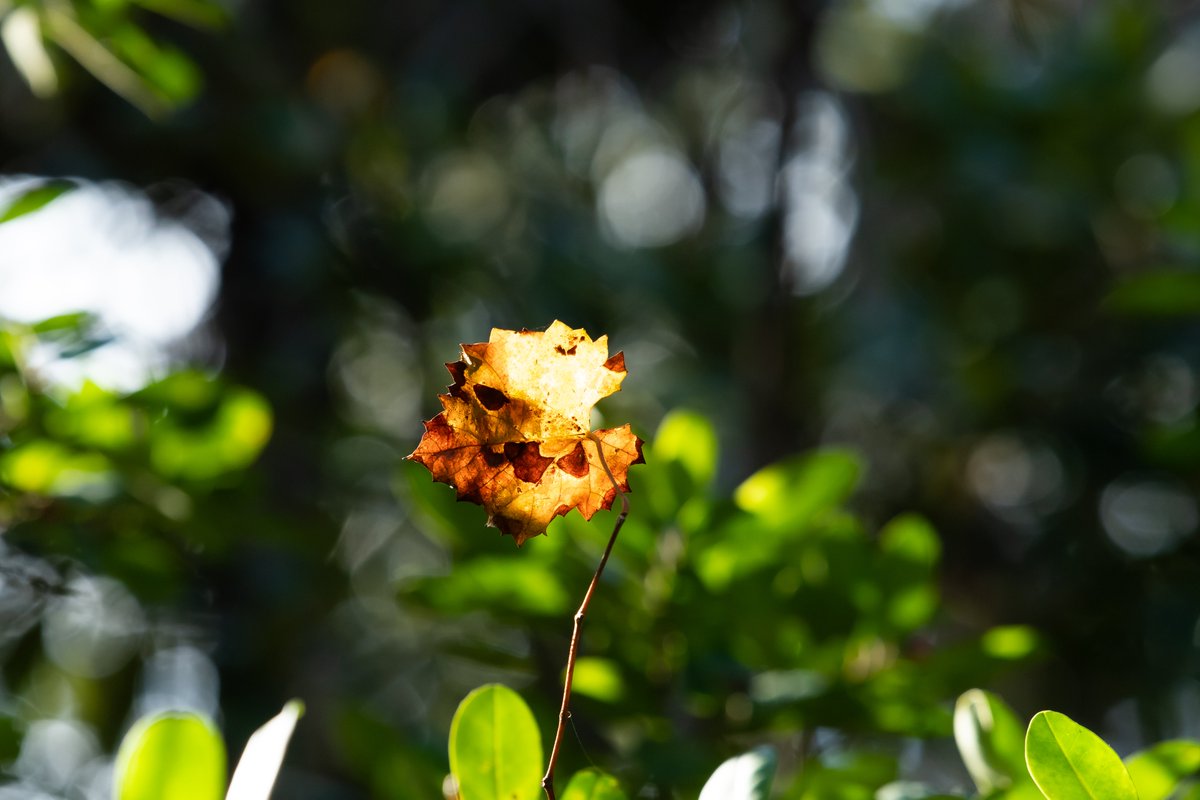 Chris Shaw tweet media