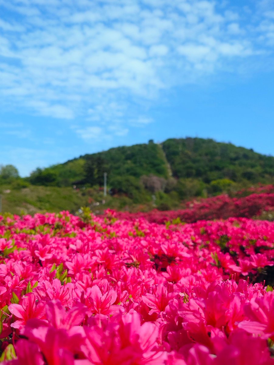 ASAP_TAKE's tweet image. 静岡県伊東市 #小室山公園
ツツジが咲き誇ってました
暑くもなく寒くもなく
散策にはサイコーの季節です♬

#ドライブ
