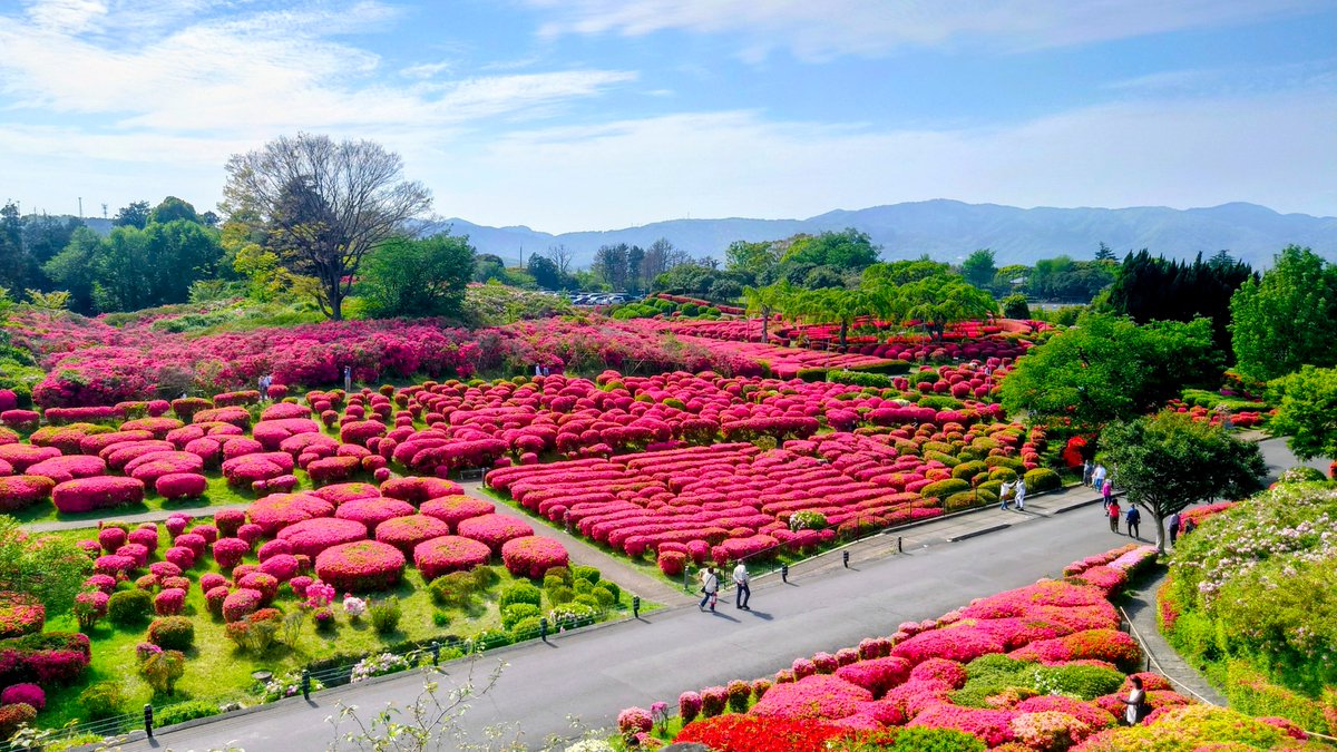 ASAP_TAKE's tweet image. 静岡県伊東市 #小室山公園
ツツジが咲き誇ってました
暑くもなく寒くもなく
散策にはサイコーの季節です♬

#ドライブ