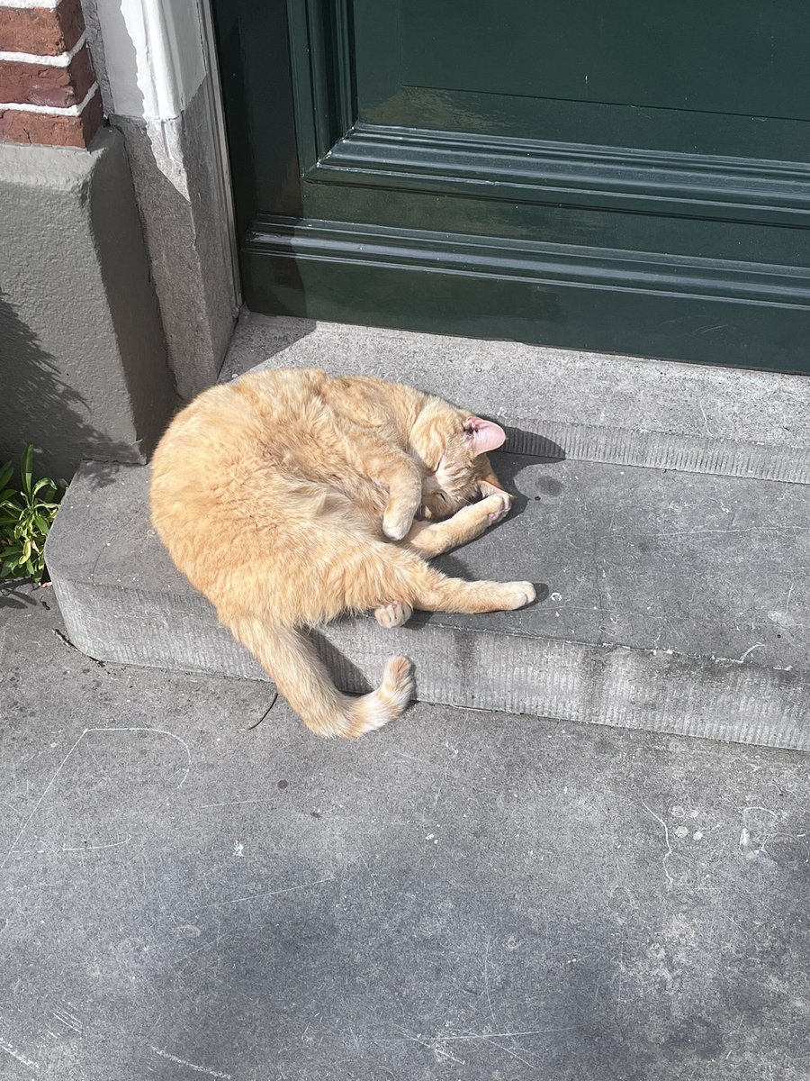 🍨🌸 Cat 🪄🎀 tweet media