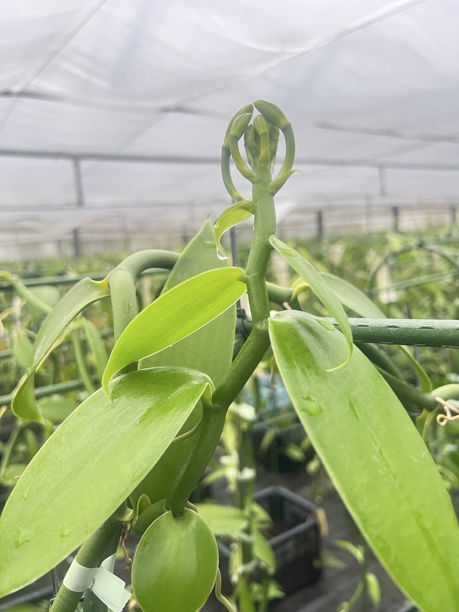 中島健吾/国産バニラ専門の農業ベンチャー代表 tweet media