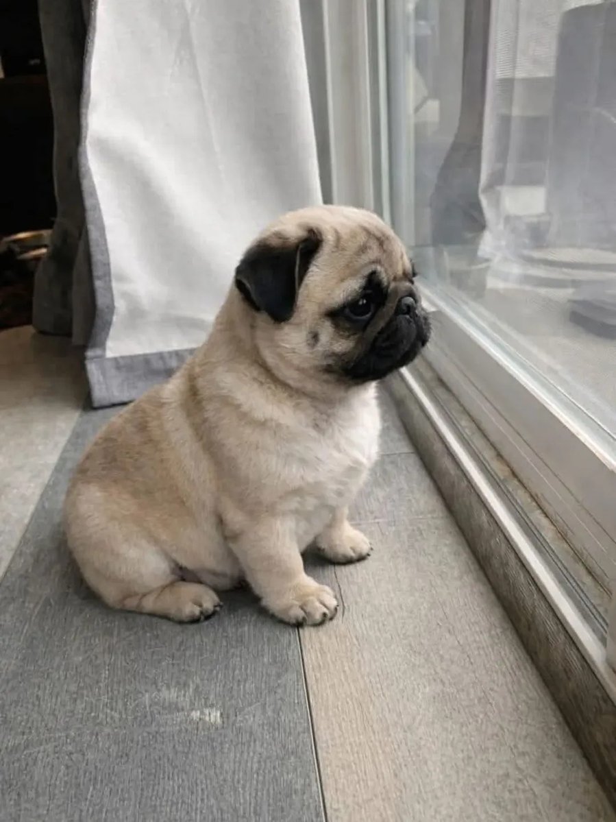 marymsmithson56's tweet image. Do you love this so cute 🥰🥰
#cutedogs #doglover #puglove