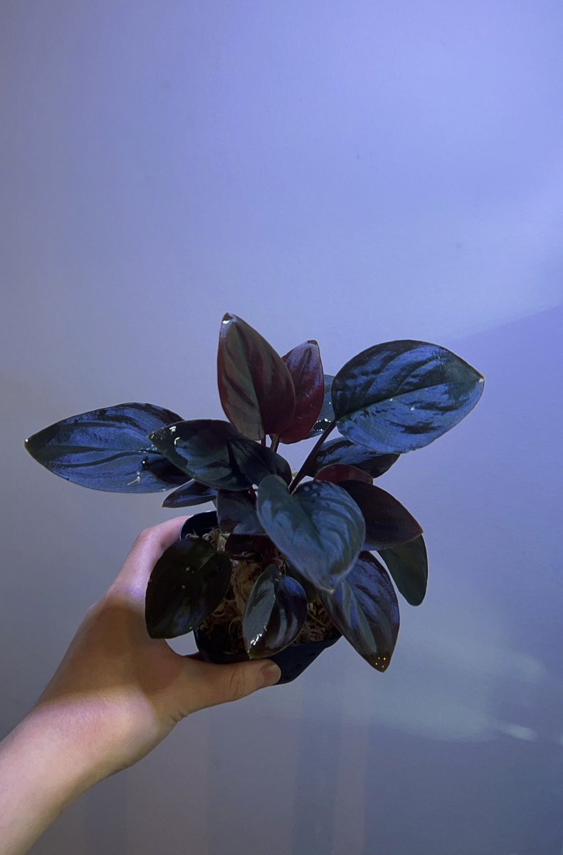 Avi Plants (アヴィプランツ) tweet media